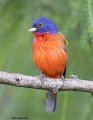 _B222893 painted bunting